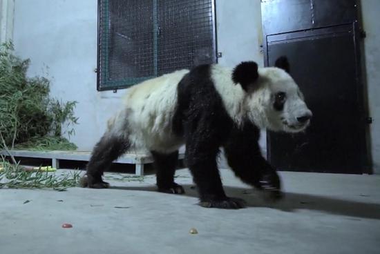Giant panda Ya Ya starts month-long quarantine in Shanghai