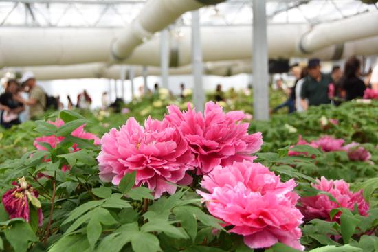 Henan Province adopts new tech to lengthen blooming period of peonies