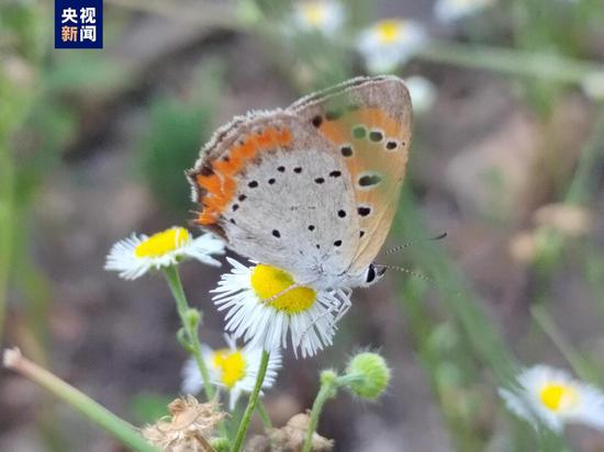 Increasingly rare butterfly seen at lake in Hubei