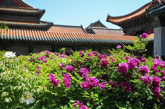 Blooming peonies delight visitors at Shenyang Imperial Palace