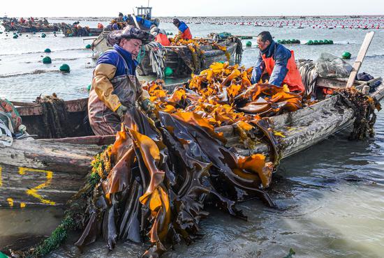 Fishermen busy with kelp harvesting in Shandong