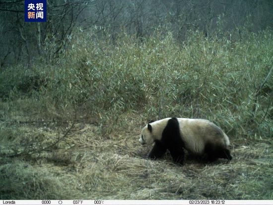 Wild giant pandas are spotted in Shaanxi Changqing National Nature Reserve. (Photo/CCTV)

