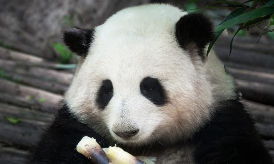 National darling Hua Hua boosts China's 'giant panda economy'