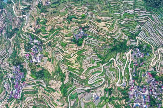 Panoramic view of terraced fields in Zhejiang