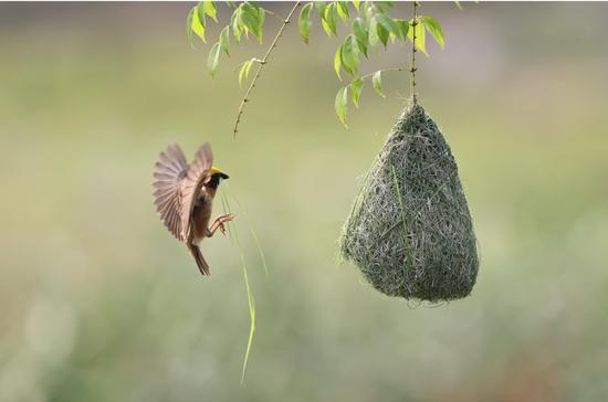 Baya weaver bird builds nest in Yunnan