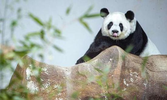 21-year-old giant panda died of multiple organ failure in Thailand: experts