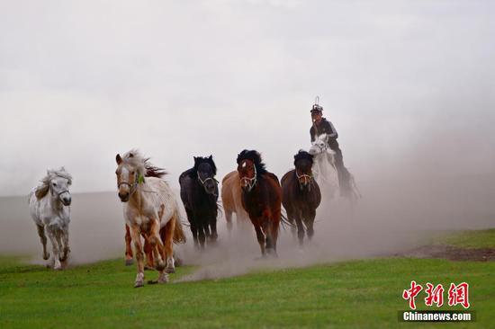 Horses gallop on grassland in Inner Mongolia
