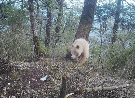 Rare all-white giant panda spotted in Sichuan