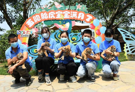 Tiger quintuplets make public debut in Chongqing