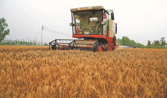 A harvester reaps wheat in a field in Qiliqiao village, Zhoukou, Henan province, on Monday during a break in the rain. (JIN YUEQUAN/FOR CHINA DAILY)