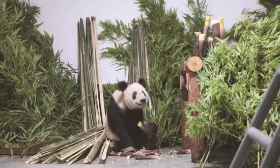 Ya Ya's health 'visibly improved' in video released by Beijing Zoo