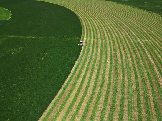 Alfalfa crops harvest in Gansu