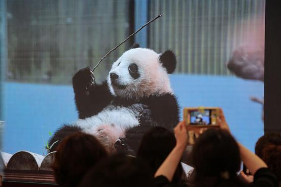 Celebration held for Giant panda Xiang Xiang's 6th birthday in Tokyo after it returns to Sichuan