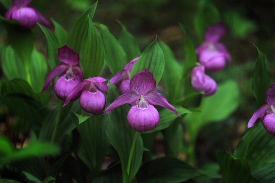 Pink-mauve wild orchids discovered in Inner Mongolia