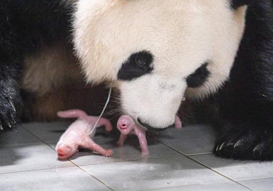 Twin giant panda cubs born in South Korea