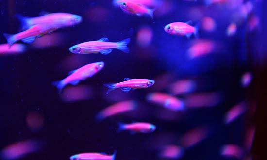 Zebrafish to be raised in Chinese space station