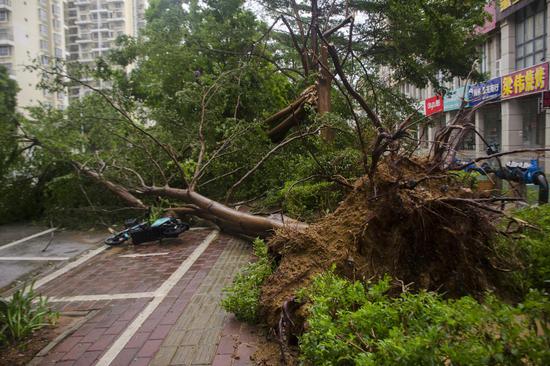Guangxi braces for rains, floods as Typhoon Talim makes landfall