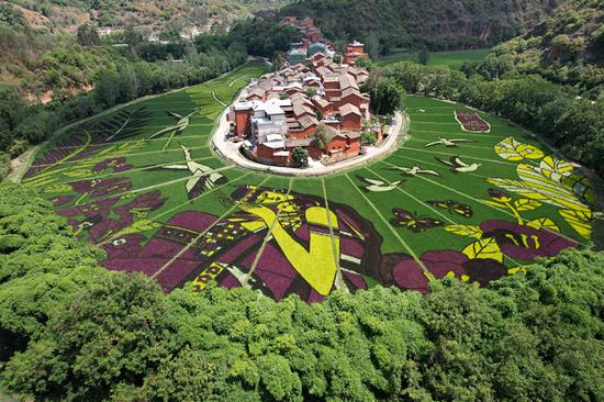Giant artwork 'grows' on rice paddies in SW China's Yunnan
