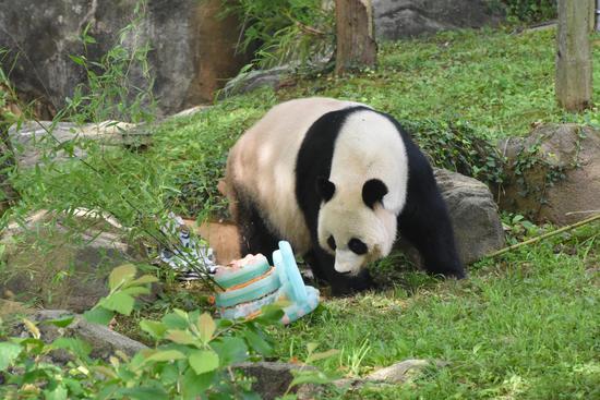 Giant panda Mei Xiang celebrate 25th birthday at U.S. zoo