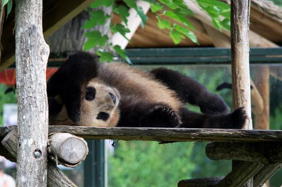 French-born giant panda Yuan Meng set to return