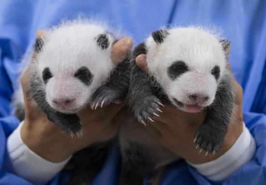 Everland releases photos of 1-month-old twin panda cubs