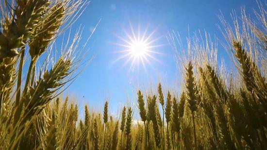 Vast wheat fields enter harvest in Xinjiang