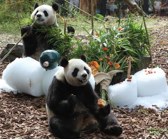 Giant panda twins celebrate 4th birthday in Belgium
