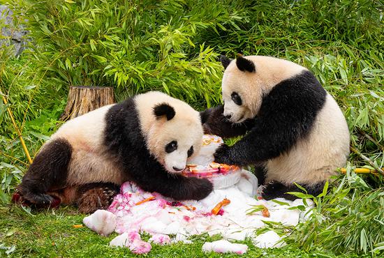Giant panda twins at Berlin Zoo celebrate 4th birthday