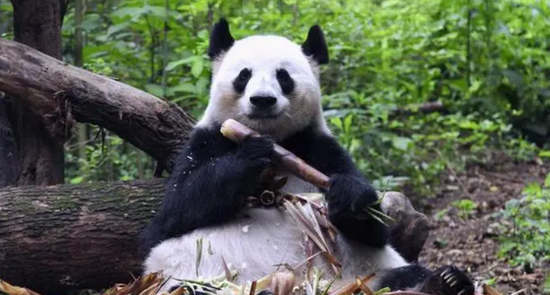 Giant panda Hua Hua's mother dies at 23