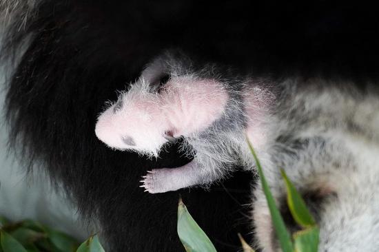 Moscow Zoo releases photos of one-week-old panda cub