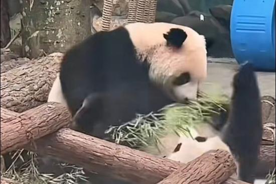 Playful pandas prompt zoo to separate duo for preventive measures