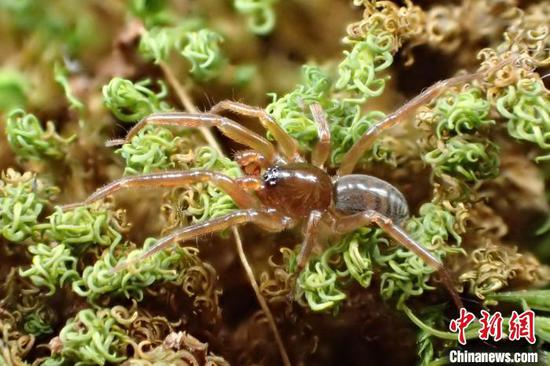 Chinese researchers discover three new spider specie