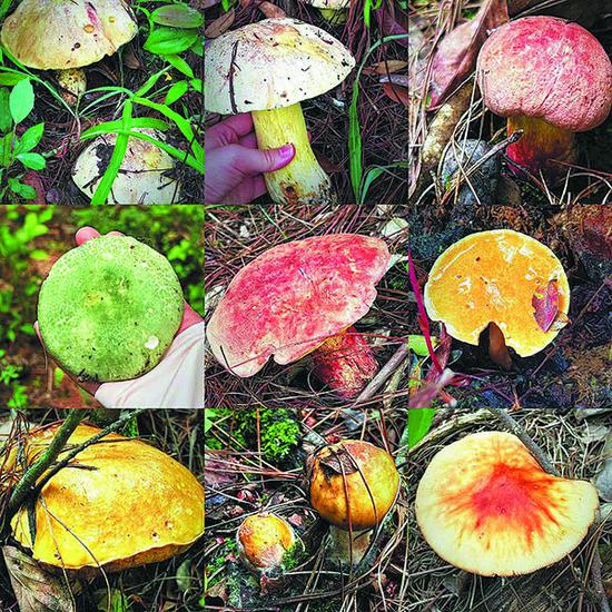 Visitors can see many types of wild mushrooms in Yimen county, Yuxi city, Yunnan province. (PHOTO BY XU YAOWEI/FOR CHINA DAILY)