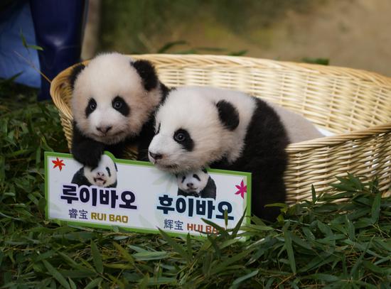 Twin panda cubs make public debut in S Korea
