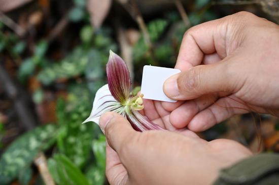Rare wild orchid ushers in blooming season in Guangdong