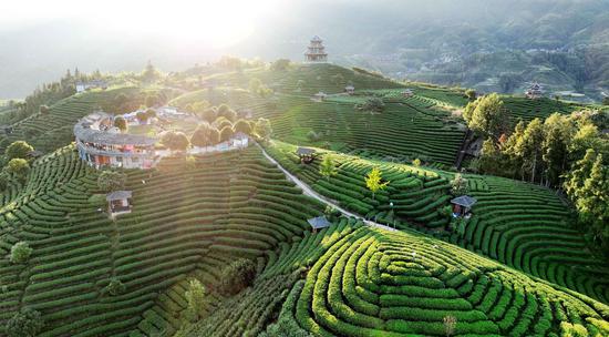 Tea tourism drives development in village