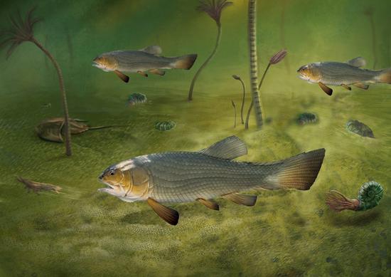 244-million-year ancient fish fossil discovered in Yunnan