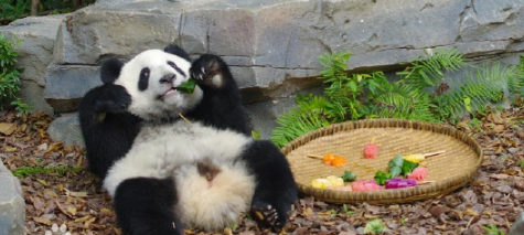 One-year-old giant panda Huan Cai dies of acute hemorrhagic necrotic enteritis