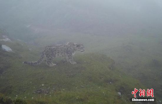 Wild animals captured at Giant Panda National Park