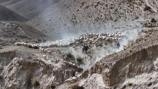 Herders transfer livestock in Xinjiang
