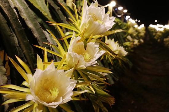 Lights illuminate dragon fruits farm in Guangxi