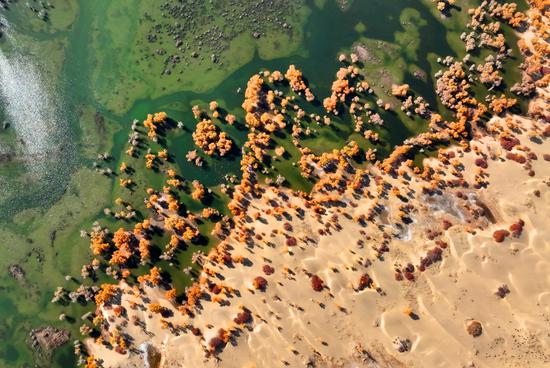 Golden oasis of desert poplar forests along Tarim River in Xinjiang