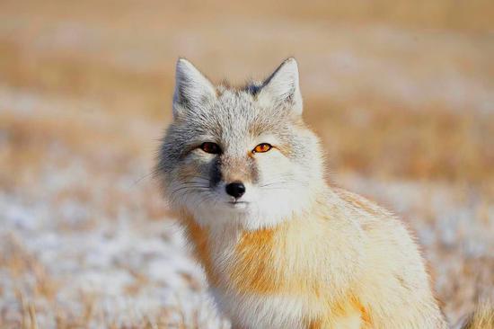 Endangered corsac fox photographed in snow