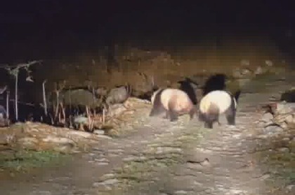 Wild pandas spotted walking together in Sichuan