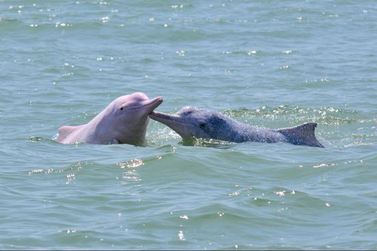 Efforts to bring back several Chinese aquatic creatures prove fruitful