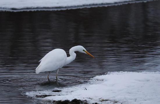 Rare Great Egret captured in Inner Mongolia for first time