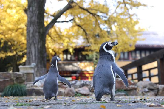 Humboldt penguins visit parks in Nanjing