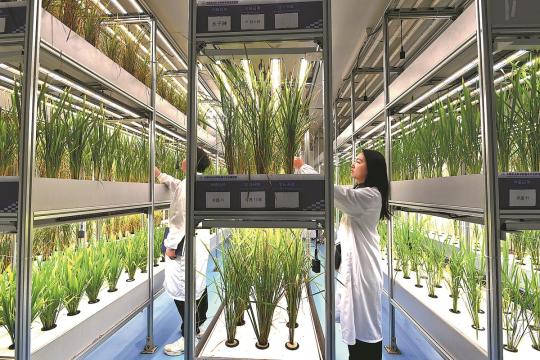 A researcher checks the status of the plants growing inside a vertical greenhouse in Chengdu, Sichuan province. （AN YUAN/CHINA NEWS SERVICE）
