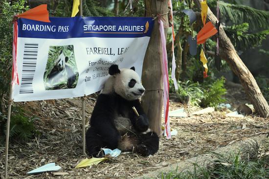 Singapore's giant panda Le Le to return to China