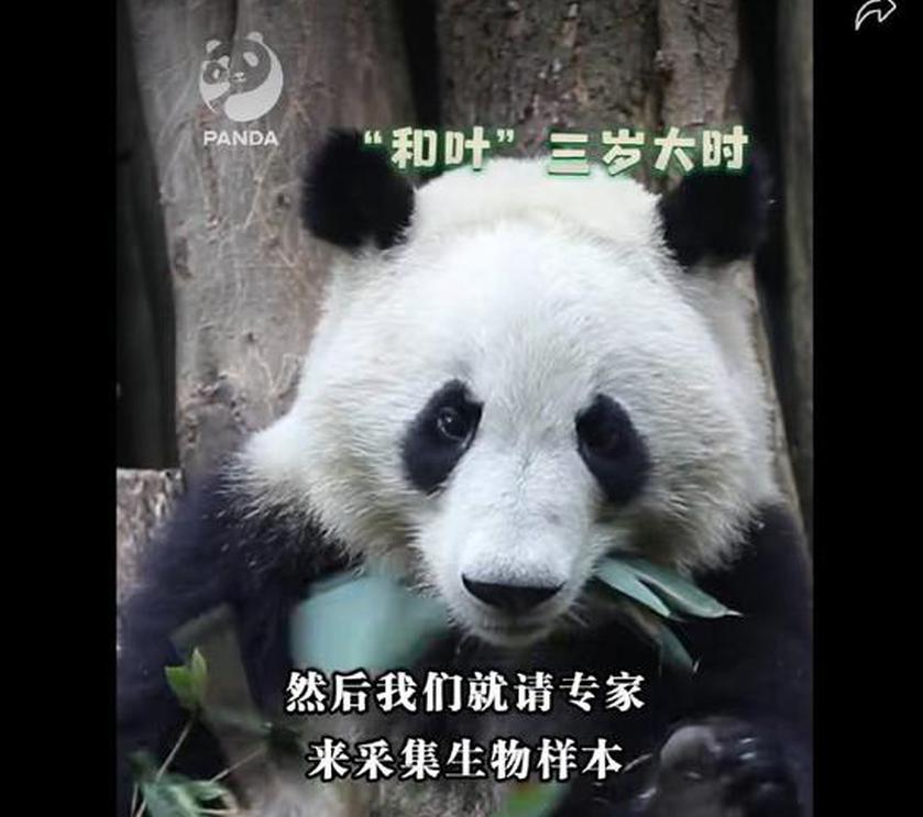 Three-year-old giant panda identified as female from male